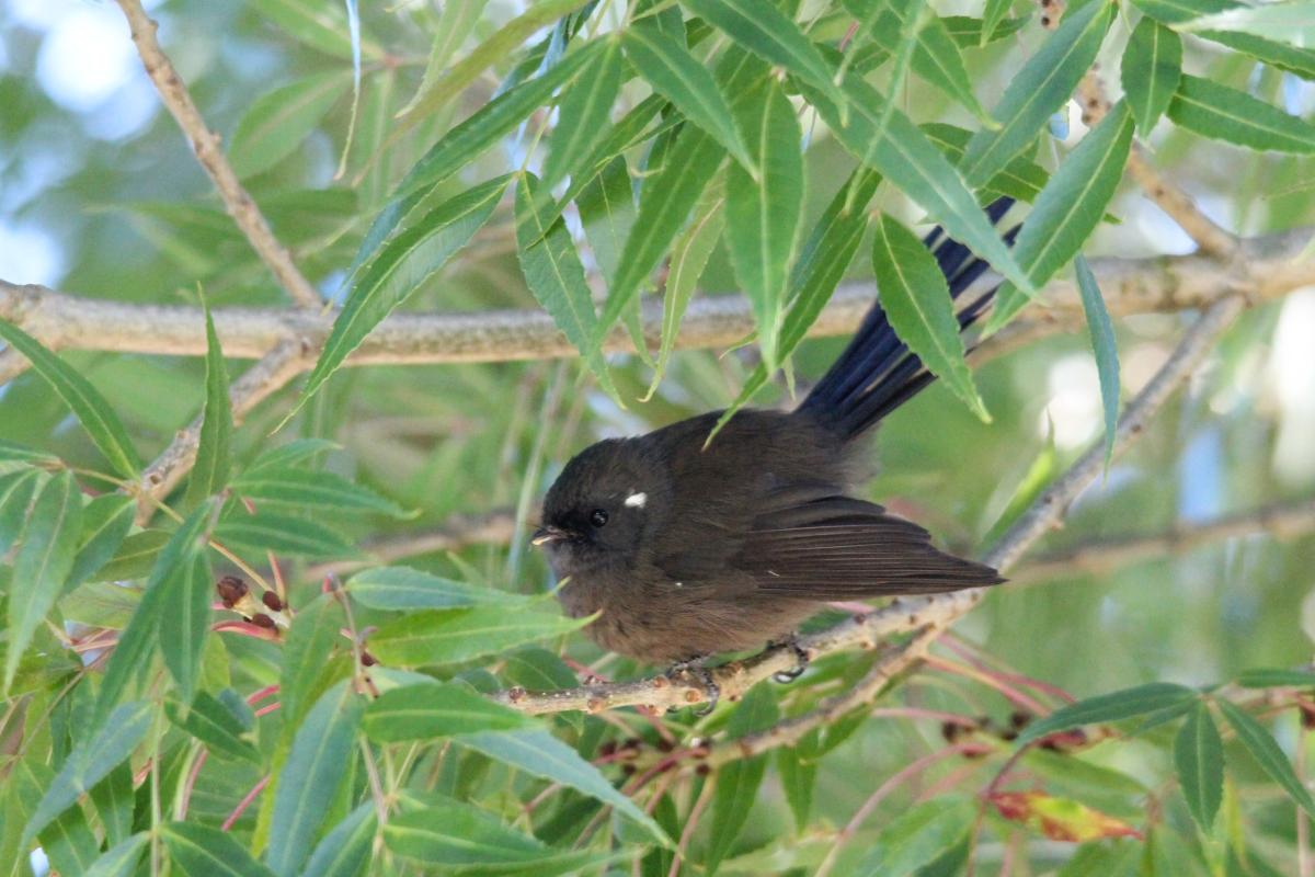 New Zealand Fantail (Rhipidura fuliginosa), Queen Charlotte Drive, Linkwater, Marlborough, New Zealand, 2014-03-13 New Zealand Fantail (Rhipidura fuliginosa)